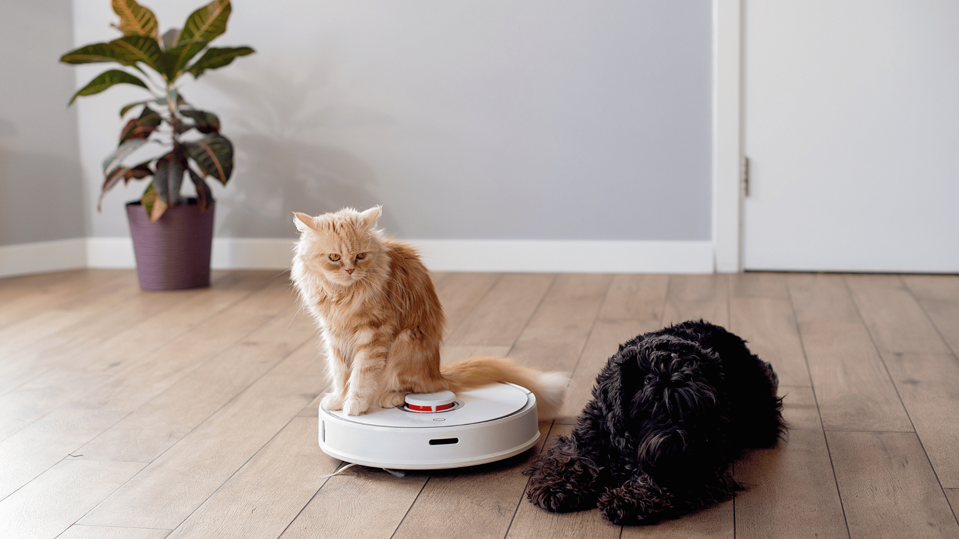 How to maintain a robotic vacuum for pet hair?